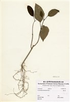 藏品(龍吐珠)的圖片